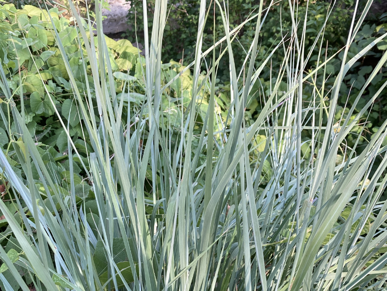 A close-up of red yucca